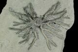 Crinoid (Decadocrinus) Fossil - Crawfordsville, Indiana #125900-1